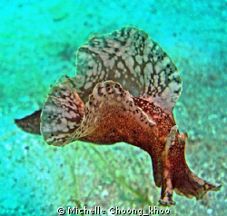 a common sea slug transformed....showing there is beauty ... by Michelle Choong_khoo 